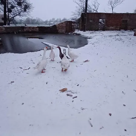 Le Major بيت ضيافة *